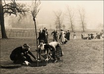 Planting an avenue of 'Coronation' trees - 1953