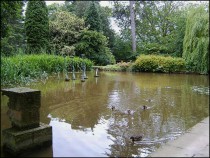 Pond Adjacent to the Gymnasium